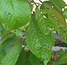 Cherry Tree Woes  |  1) Select your variety carefully. Consult your local gardening club forthe best...