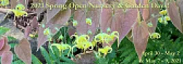 Re: CANNA 'PHAISON'  | &laquo; previous thread
