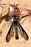 What's this fly ?  | next thread &raquo;