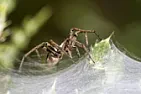 What are the best pest control spray for spiders?  |  im terrified of spiders and there has been an unusual amount of themgetting in...