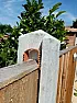 50mm fence posts and 40mm panels  |  Hi,  Looking at replacing the manky fence panels soon, and  during my searches I...