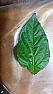 Brown leaf spot disease ? | &laquo; previous thread