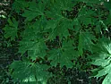 Are these 3 Acer platanoides cultivars actually the same tree?  | &laquo; previous thread
