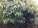 Simple plant identification appreciated  |  Hi all,These are fantastic plants in my UK garden but I have no idea what...