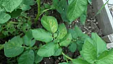 Potato problem  |  Hi all,  Does anybody know what is wrong with my potatoes?  We had a lot of rain...