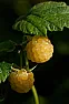Millers?  |  bought from them once.  never again.  their root stock was a joke. ...