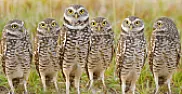 What kind of Owl was in my barn?  | &laquo; previous thread