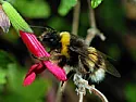 getting rid of bees  |  Big bees in the eaves sound like carpenter bees. I agree, identification is...