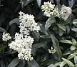 Hedge with white flowers? |  In message , texas_gardener  writesThere are other species of...