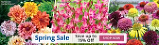 Snow bells |  Still, Cereoid's advice was good advice, as many plants share commonnames....