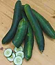 Cucumber questions  |    when they reach a size you like to eat.  i'm not sure what variety you are...