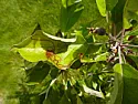 Apple Tree Leave Problem? |  Hi,We planted two minature Coronet apple trees 3 years ago, they havereally...