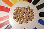 bean sorting  |    my favorite time of the year.  :)   this is a new bean i'm calling Lemon...