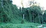 Potential landslide from all the rain (any options to prevent further damage?)  |  Maybe that's not so good advice if this web site is...