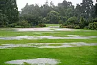 Disappearing lawn  |  It is a reasonable conclusion to reach however I am confident that as the l awn...