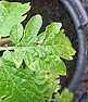 potential tomato problems?  |  Hi all, i'm a completely novice tomato grower and this year have...