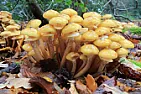 Voles attacking apple tree? |  Honey fungus produces fairly large toadstools in clumps and thickbootstrap-like...