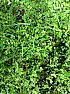 Virulent weed - need help  | next thread &raquo;