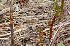 Diluting glyphosate  |  I'm surprised that Monsanto, having spent years marketing ROUNDUP, would ...