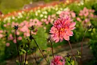 Spring planting bulbs for Colorado?  | next thread &raquo;