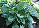 Large Hosta Suggestions  |  Greetings all  from zone 7 -  (6 weeks till spring) - MarylandA question...