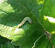 What's eating my garden???  |    i've yet to find any bug which eats the leaves  of strawberries faster...