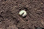 Grubs! |  I'm told it's time to put down some kind of grub poison. I've got...