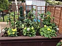 Dahlia query UK  |  hello my fellow gardening geeks, I've really gotten into gardening thisyear...