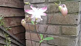 Flower ID please  |  Hi I was hoping some of you lovely people could help me ID this flower, ithas...