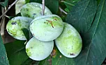 pawpaw  | &laquo; previous thread