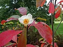 Ailing Franklinia |    I have a 35 year old Frankinia that has been slowly self pruning.  We are...