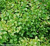 Vaccinium Myrtillus (Bilberry) ???  | &laquo; previous thread