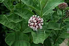help identyfy plant !  |  Hi to everyone,I need a help to identify plant I got  as you can see on the...