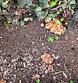 What are these ?  |  Hello, I've just had the biggest 'crop' of mushroom/toadstools over...