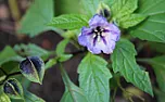 What is this plant?  |  Hi there. Does anybody recognise this plant. It could possibly besomething from...