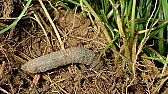 Leatherjackets in lawn  | &laquo; previous thread