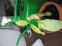 Problem with a tree |  Hi,I just started sowing my first seeds this year. Most are doing very well, but...