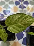 Tomato plant diagnosis  |   Hi My tomato plant seedlings (photos attached) have gone from good and healthy...