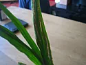 me no green finger  |  hi allnew gardener and not doing very wellcan anyone tell me what I am doing...