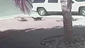 Cat 1 - Dog 0  |  http://www.bbc.co.uk/news/world-us-canada-27407932 Another candidate for the...