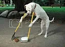 Dog problem |  Driving home one day; it is 110F in the desert. a dog barking for'days'...