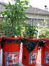 Tomato plant in a pot  |  I had an extra seedling this year that looked pretty healthy, so I put  some...