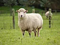 Sheep Manure |  I think that we have an unintentional worm farm out in the garden after many...