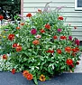 Transplanting Zinnia  | next thread &raquo;