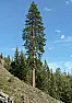 pine cone question  |  Hi Songbird, I know that Ponderosas do open without fire.  Lodge pones, like in...