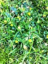 Lawn Issue  |  Hello, can someone help. I have a lawn that is covered in the yellowflower shown...