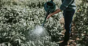 Watering can, galvanised on outside only?  |  Sick of all the plastic crap i've watched fade and crack over the years, ...