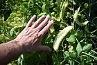 Question about regular peas  |  This might be stupid and sound like a troll but it's not and a serious...