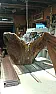 Estate sale - lumber by the pound?  |  Walnut is susceptible to powder post beetles. Green walnut, especially if it...
