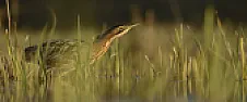 Eaves birds nests | &laquo; previous thread